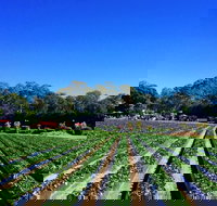 Palmview - Sunshine Coast Tourism