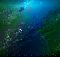 Piccaninnie Ponds Conservation Park - Holiday Sunshine Coast