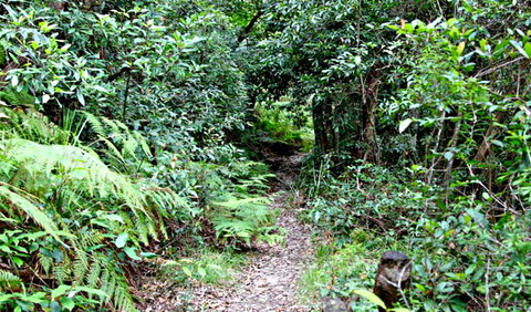 Seaforth Oval To Natural Bridge Track - Holiday Sunshine Coast 0