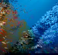 SS Yongala Dive Site - Sunshine Coast Tourism