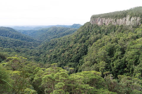 Twin Falls Circuit, Springbrook National Park - Sunshine Coast Tourism 1