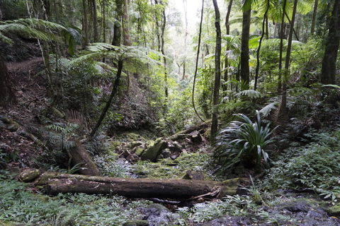 Twin Falls Circuit, Springbrook National Park - Sunshine Coast Tourism 2