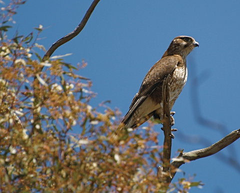 Woodlands Historic Park - Holiday Sunshine Coast 1