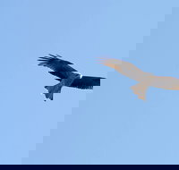 Yanga Lake Red Gum Bird Hide - Sunshine Coast Tourism