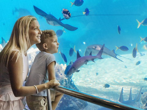 Australia's Sea World - Sunshine Coast Tourism 2