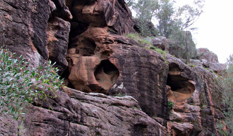 Bertha's Gully Walking Track - Holiday Sunshine Coast 0