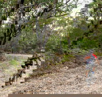 Cawleys Road trail - Sunshine Coast Tourism