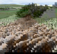 Curringa Farm - Accommodation and Farm Tours - Sunshine Coast Tourism