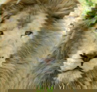 Darling Downs Zoo - Holiday Sunshine Coast