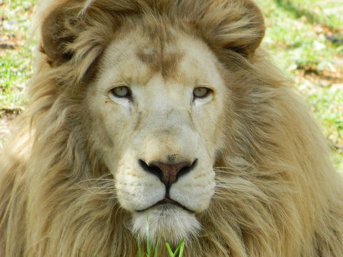 Darling Downs Zoo - Holiday Sunshine Coast 0