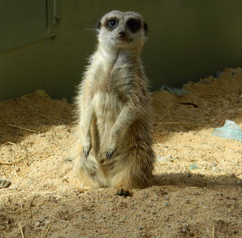 Darling Downs Zoo - Holiday Sunshine Coast 1