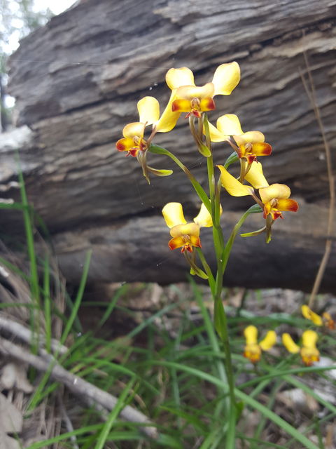 Dawn Atwell Nature Reserve - Sunshine Coast Tourism 0
