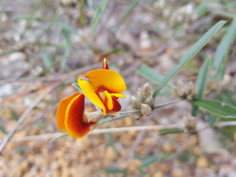 Dawn Atwell Nature Reserve - Sunshine Coast Tourism 1