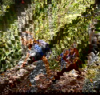 Devils Thumb Manjal Jimalji Trail - Sunshine Coast Tourism