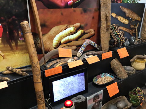 Dingo Dreaming - Holiday Sunshine Coast 1