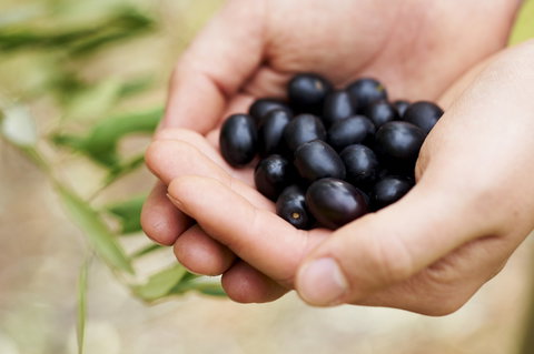 Eat, Pick, Grow Trail - Wanneroo And Chittering - Sunshine Coast Tourism 0