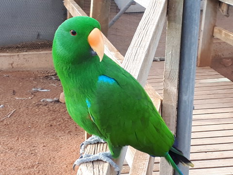 Eyre Reptile & Wildlife Park - Holiday Sunshine Coast 0