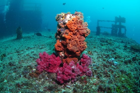 HMAS Brisbane Dive Site - Holiday Sunshine Coast 0