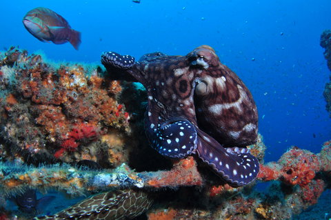HMAS Brisbane Dive Site - Holiday Sunshine Coast 2