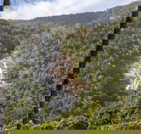 Kearneys Falls - Sunshine Coast Tourism