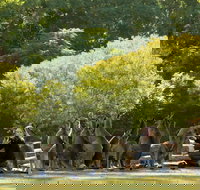 Lone Pine Koala Sanctuary - Sunshine Coast Tourism