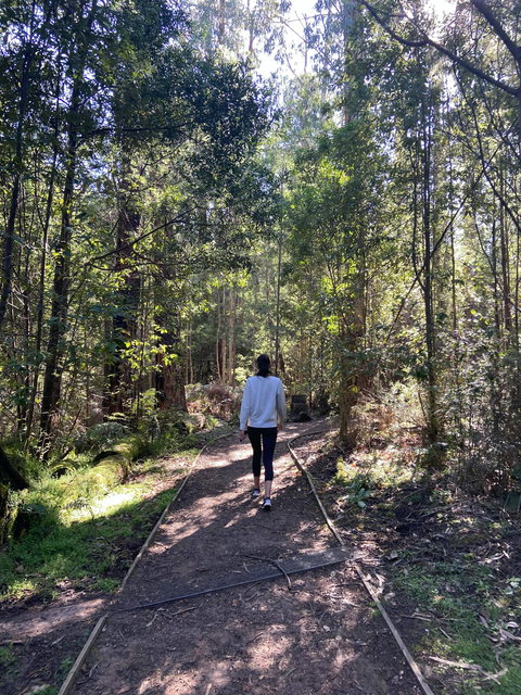 Lyrebird Circuit Walk - Holiday Sunshine Coast 0