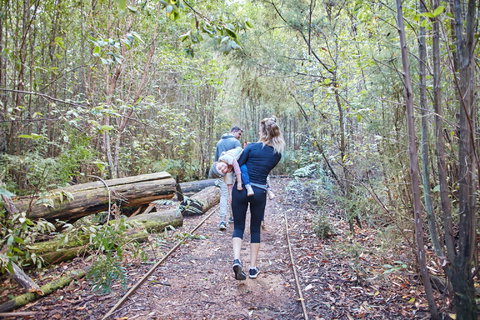 Lyrebird Circuit Walk - Holiday Sunshine Coast 1