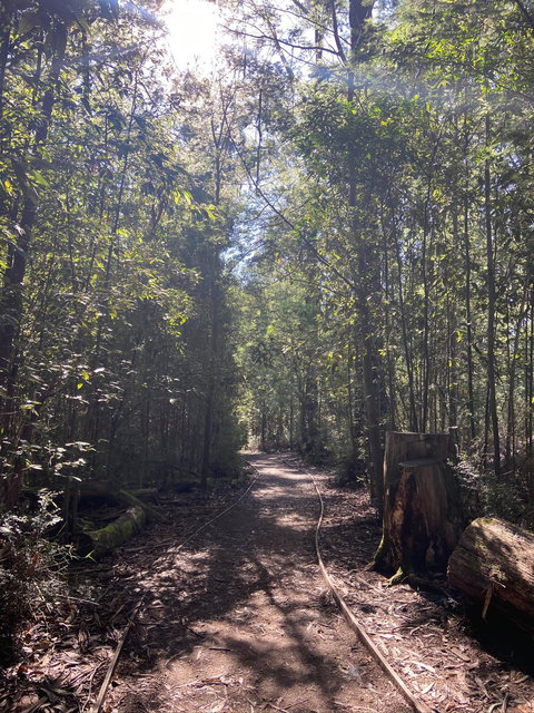 Lyrebird Circuit Walk - Holiday Sunshine Coast 2