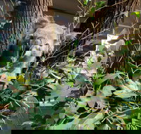 Macadamia Castle - Holiday Sunshine Coast