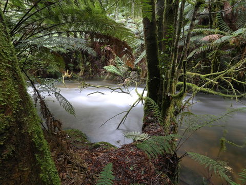 Marriotts Falls And Junee Caves - Sunshine Coast Tourism 0
