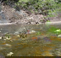 Mount Boss State Forest - Sunshine Coast Tourism