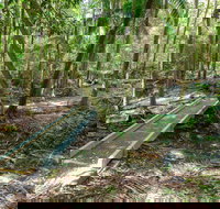 Old Bottlebutt - Sunshine Coast Tourism