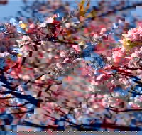 Sakura Avenue
