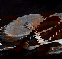 Shellharbour City Museum formerly Tongarra Museum - Holiday Sunshine Coast