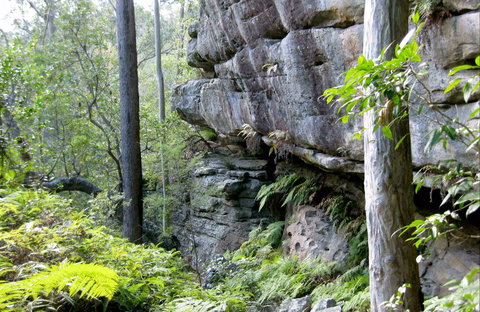 She-Oak Crossing Walk - Sunshine Coast Tourism 0