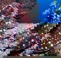 Smith Rock Dive Site - Holiday Sunshine Coast