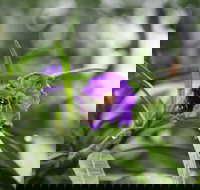 Swainsona Reserve - Sunshine Coast Tourism