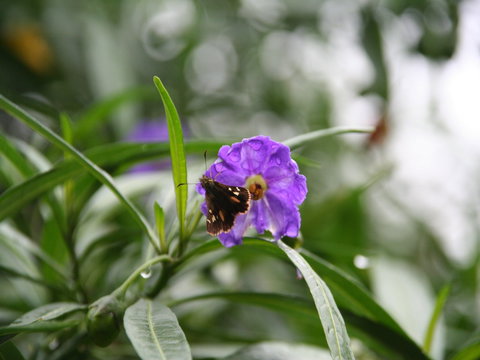 Swainsona Reserve - Sunshine Coast Tourism 0