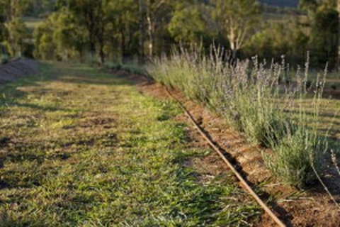 Thornton - Sunshine Coast Tourism 1