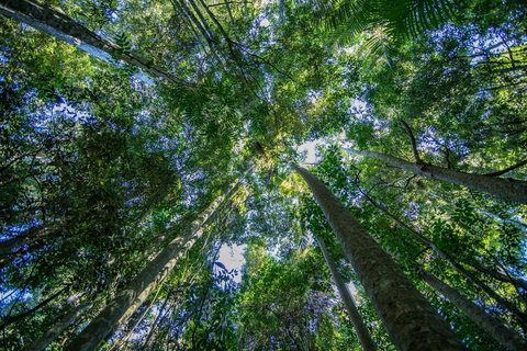 Thylogale Track - Holiday Sunshine Coast 1