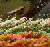 Tulip Top Gardens - Sunshine Coast Tourism