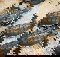 Turtle Nesting Season - Sunshine Coast Tourism