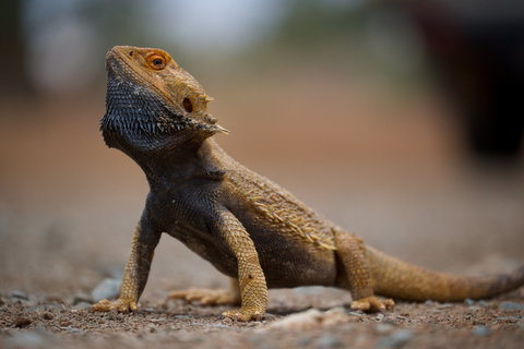 Arkaroola Wilderness Sanctuary - Sunshine Coast Tourism 1