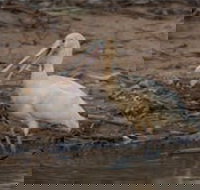 Bird watching at the Goan water hole - Holiday Sunshine Coast