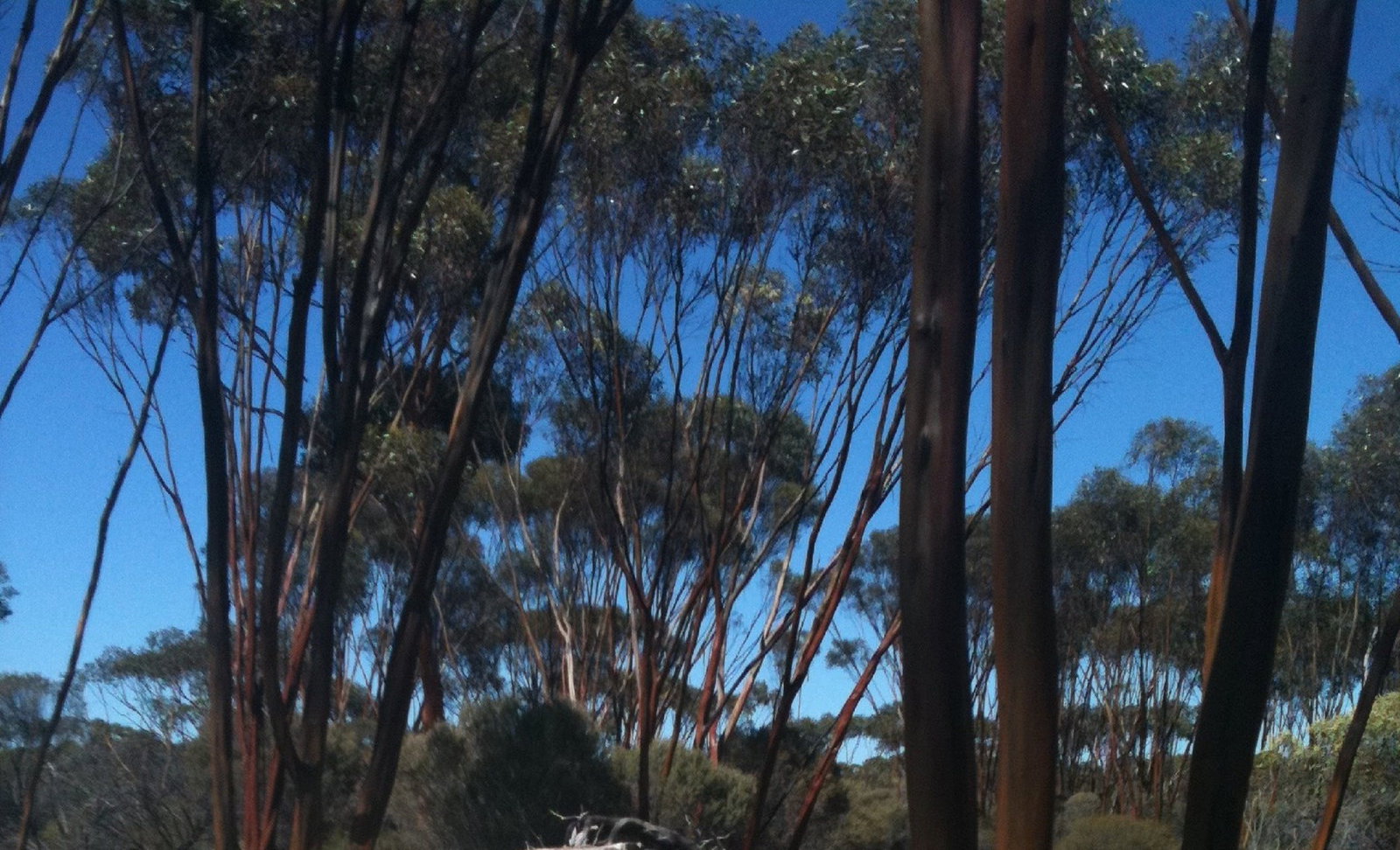 Boorabbin WA Sunshine Coast Tourism