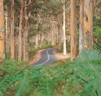 Boranup Karri Forest - Sunshine Coast Tourism