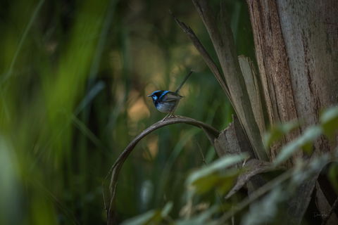 Bundian Way Story Trail - Holiday Sunshine Coast 1