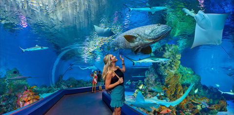 Cairns Aquarium - Sunshine Coast Tourism 0