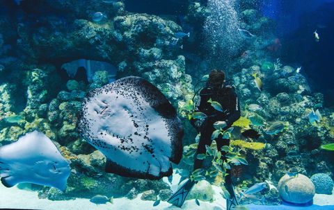 Cairns Aquarium - Sunshine Coast Tourism 1