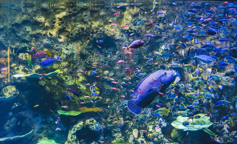 Cairns Aquarium - Sunshine Coast Tourism 2